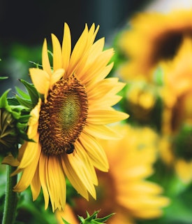 plants that offer seeds for birds from sunflower helianthus annuus