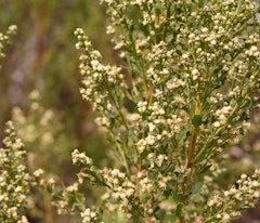 plants that offer cover for birds from a coyote bush baccharis pilularis