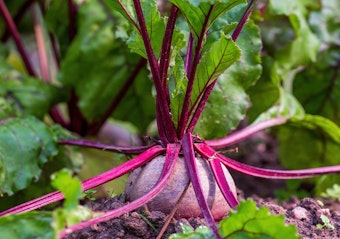 Beets growing in the garden.