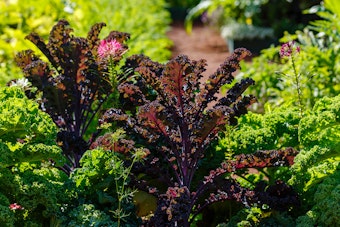 Red and Green Kales growing in a garden.