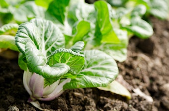 Bok Choy growing in the ground.