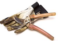 old garden tools pruner and gloves