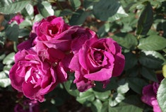 A cluster of velvety deep plum Intrigue roses growing in the garden.