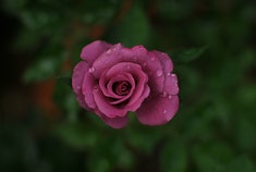 A close up of a plum-color Fragrant Plum rose with leaves blurred in the background.