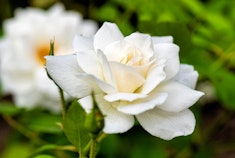 A closeup of a white Iceberg rose growing in the garden.