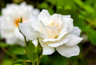 A closeup of a white Iceberg rose growing in the garden.