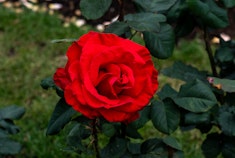 A red Legends rose in the garden.