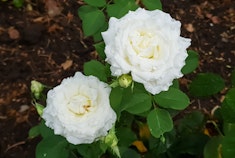 2 white Pope John Paul II roses growing in the garden.
