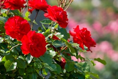 Bright red Trumpeter roses growing in the garden.