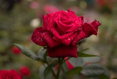 A closeup of a velvety red Black Magic rose growing in the garden.