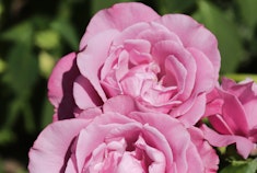 Light lavender-pink Barbara Streisand roses growing in the garden.
