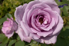 Blue Girl Roses A closeup of a silvery-lilac lavender Blue Girl rose growing in the garden.
