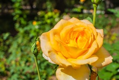 A deep golden yellow with copper shading Gold Medal rose growing in the garden.