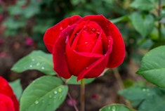 Closeup of a bright red Mister Lincoln rose growing in the garden.
