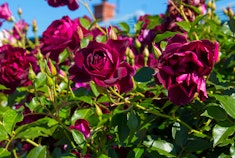 Burgundy Iceberg roses growing in the garden.