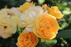 Buttery gold yellow Julia Child roses growing in the garden.