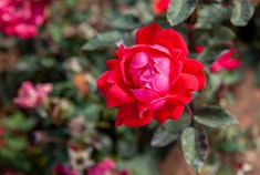 Pink Double Knock Out Roses Bubblegum and bright pink - Pink Double Knock Out roses growing in the garden.