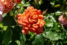 Pumpkin Patch Rose Carmel orange Pumpkin Patch roses growing in the garden.