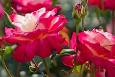 Creamy white and strawberry red Double Delight roses growing in the garden.