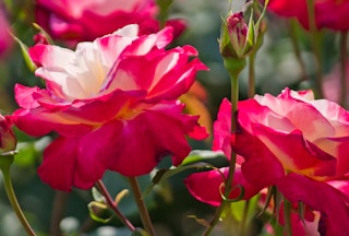 Creamy white and strawberry red Double Delight roses growing in the garden.