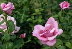 Orchid pink Memorial Day roses growing in the garden.