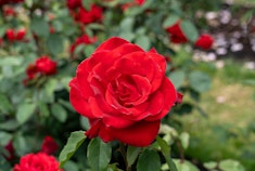 Olympiad Rose Stoplight red Olympiad roses growing in the garden.