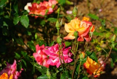 Rio Samba Rose Yellow to red edges Rio Samba roses growing in the garden.