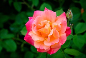 A closeup of a bright coral-orange Sedona rose growing in the garden.