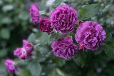 Ebb Tide Roses Smoky deep purple/plum Ebb Tide roses growing in the garden.