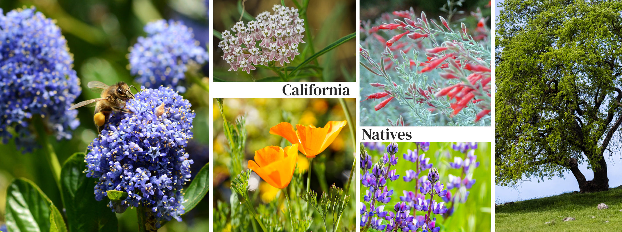 California Natives with ceanothus, milkweed, california poppy, lupine, fuchsia and oak tree