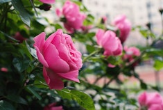 Queen Elizabeth Rose Clean pink Queen Elizabeth roses growing in a garden.
