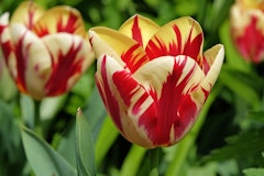 firecracker tulips
