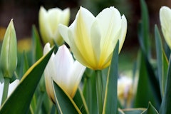 purissima blond tulips
