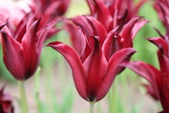 sarah raven tulips