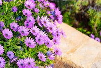 Purple Osteospermum plumes near rock wall in garden.