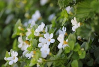 White bacopa blooms.