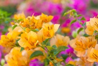 Gold and Pink Bougainvillea blooms.
