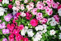 White, pink, and purple impatiens.