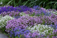 Purple, lavender, and white lobelia flowers.