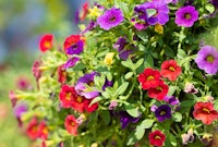 Red and purple petunias.