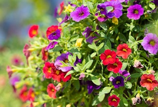 Red and purple petunias.