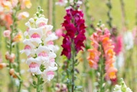 white, red, and coral snapdragons.