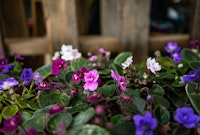 Purple, white, pink, and burgundy African Violets.