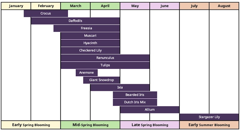 spring bulb bloom times: plan your garden for maximum color planting guide