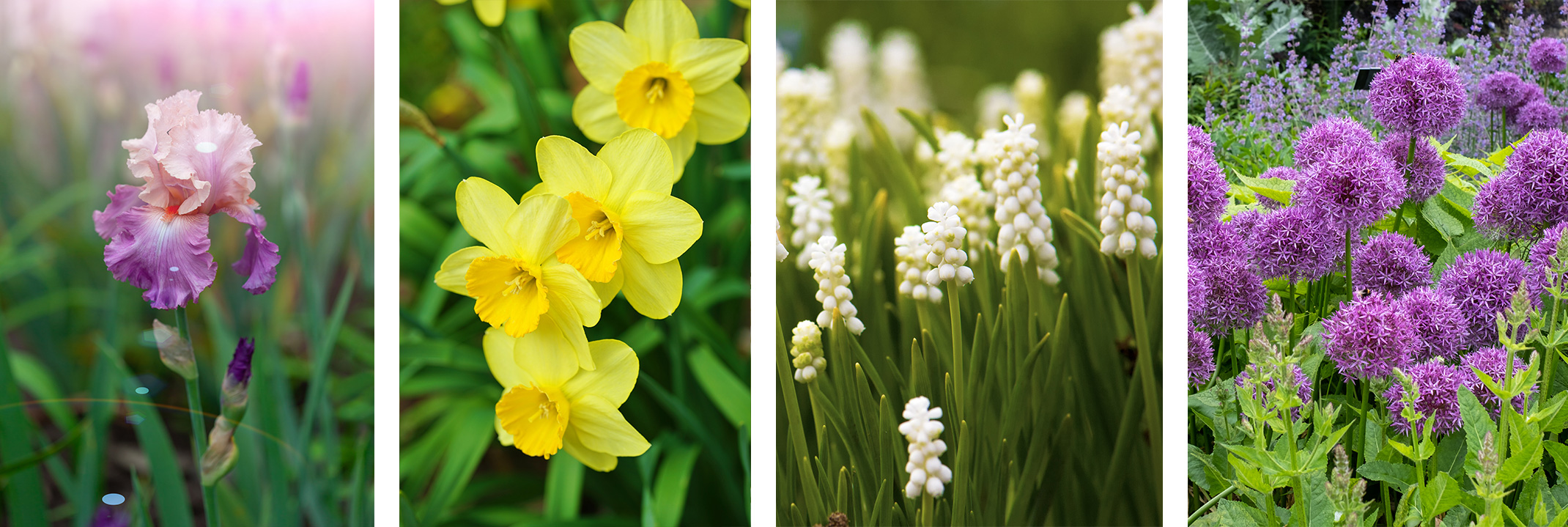 Purple Iris, Yellow Daffodils, White Hyacinth, and Purple Alliums