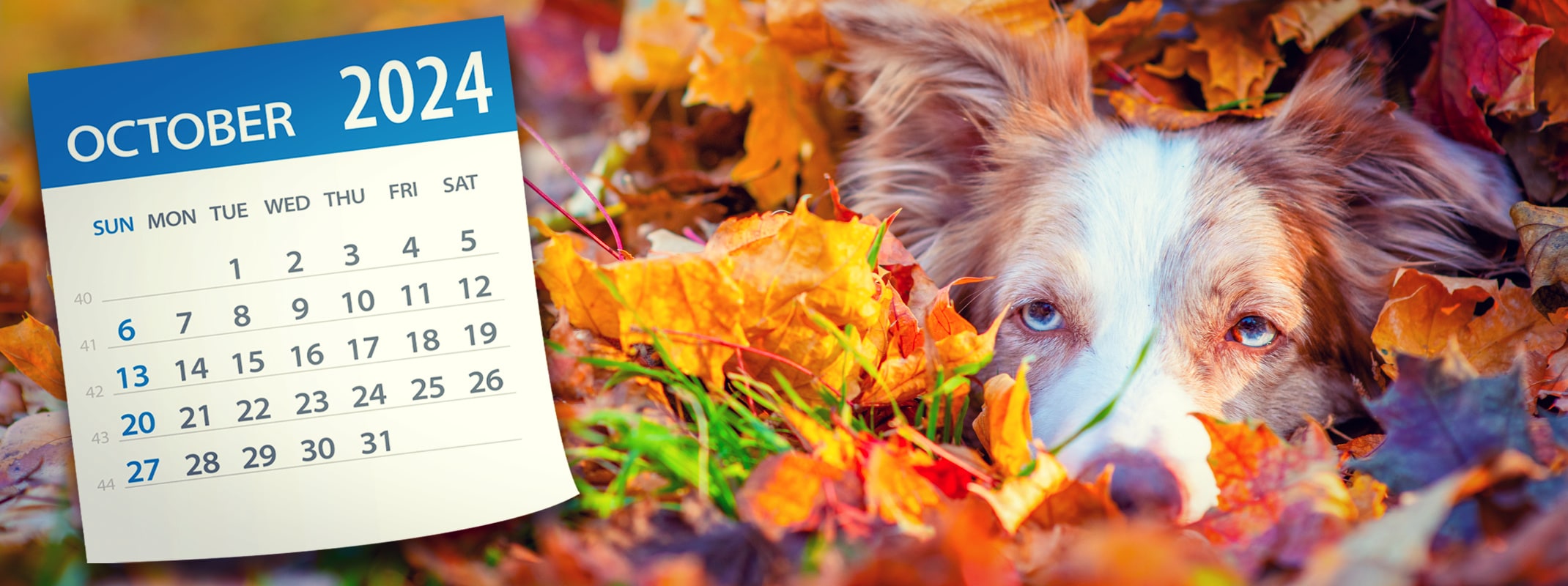 border collie in pile of leaves with an october 2024 calendar page