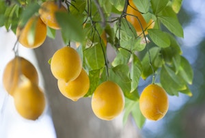 Meyer Lemons growing on a tree.