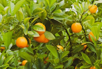 Calamansi Calamondins growing on a tree.