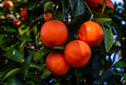 Moro Blood Oranges growing on a tree.