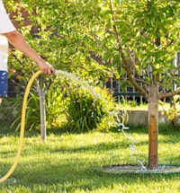 man deep watering tree in the yard